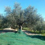 olive_oil